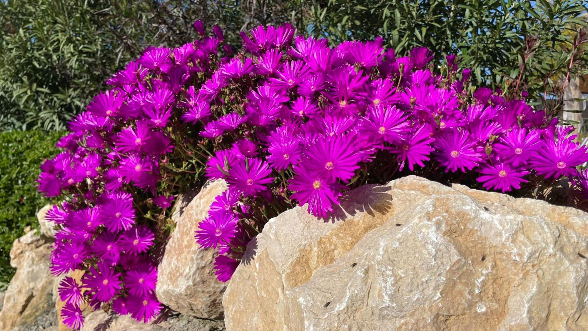 Finca Valle Verde Alora Bagian luar foto